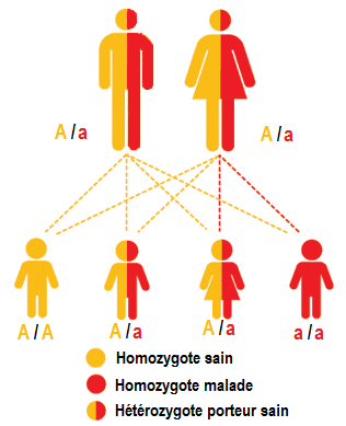 transmission autosomique récessive