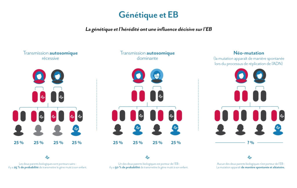 Organigramme de la génétique et l'hérédité